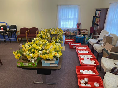 Daffodil arrangements in the Congregational Church of Blue Hill ready to go out with soup deliveries